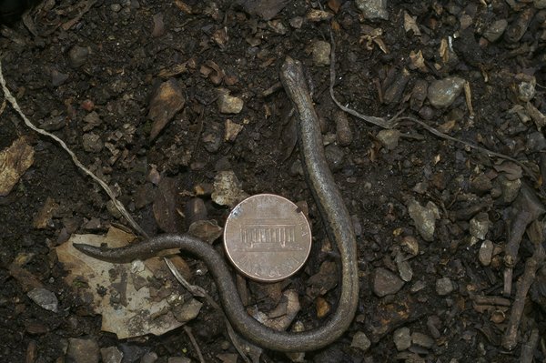 Comment la RAM Corsair Vengeance LPX se compare-t-elle à la G.Skill Trident Z pour le gaming ?